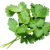 Coriander